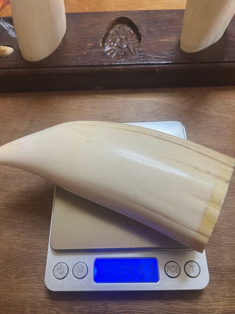 東*研様 希少　マッコウクジラの歯　置物