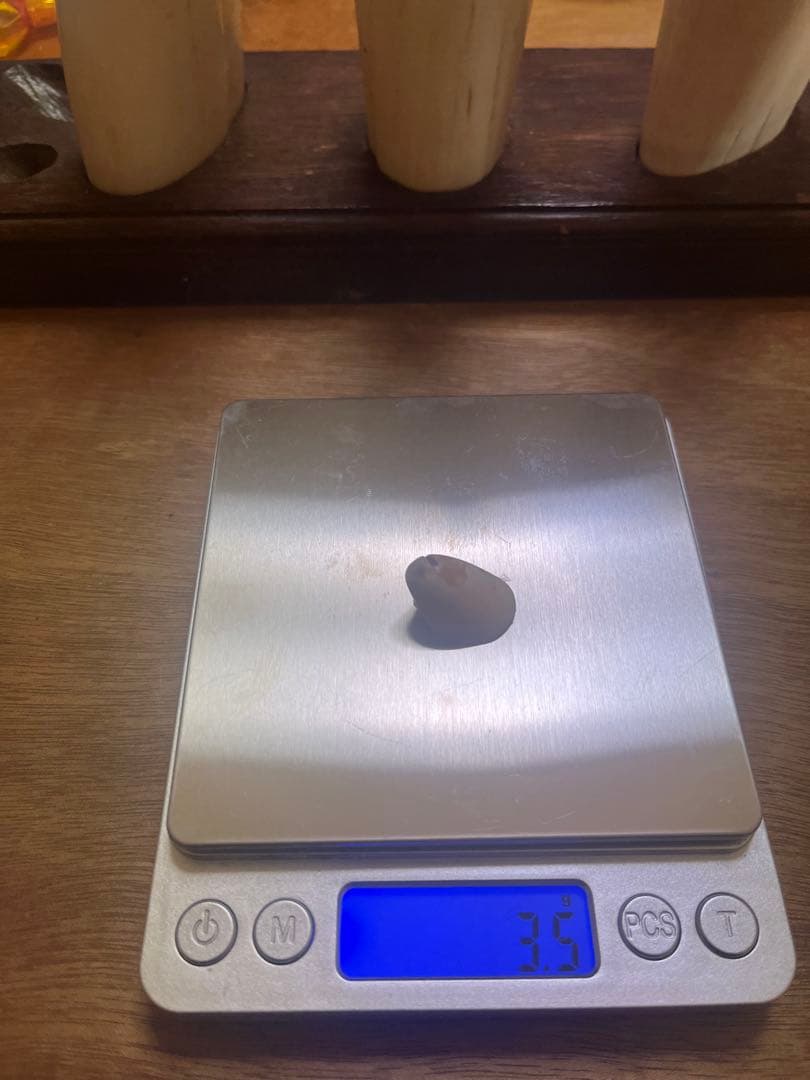 東*研様 希少　マッコウクジラの歯　置物