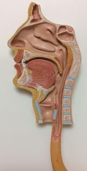 実物大人体模型 消化器系 3分解モデル　3B Smart Anatomy