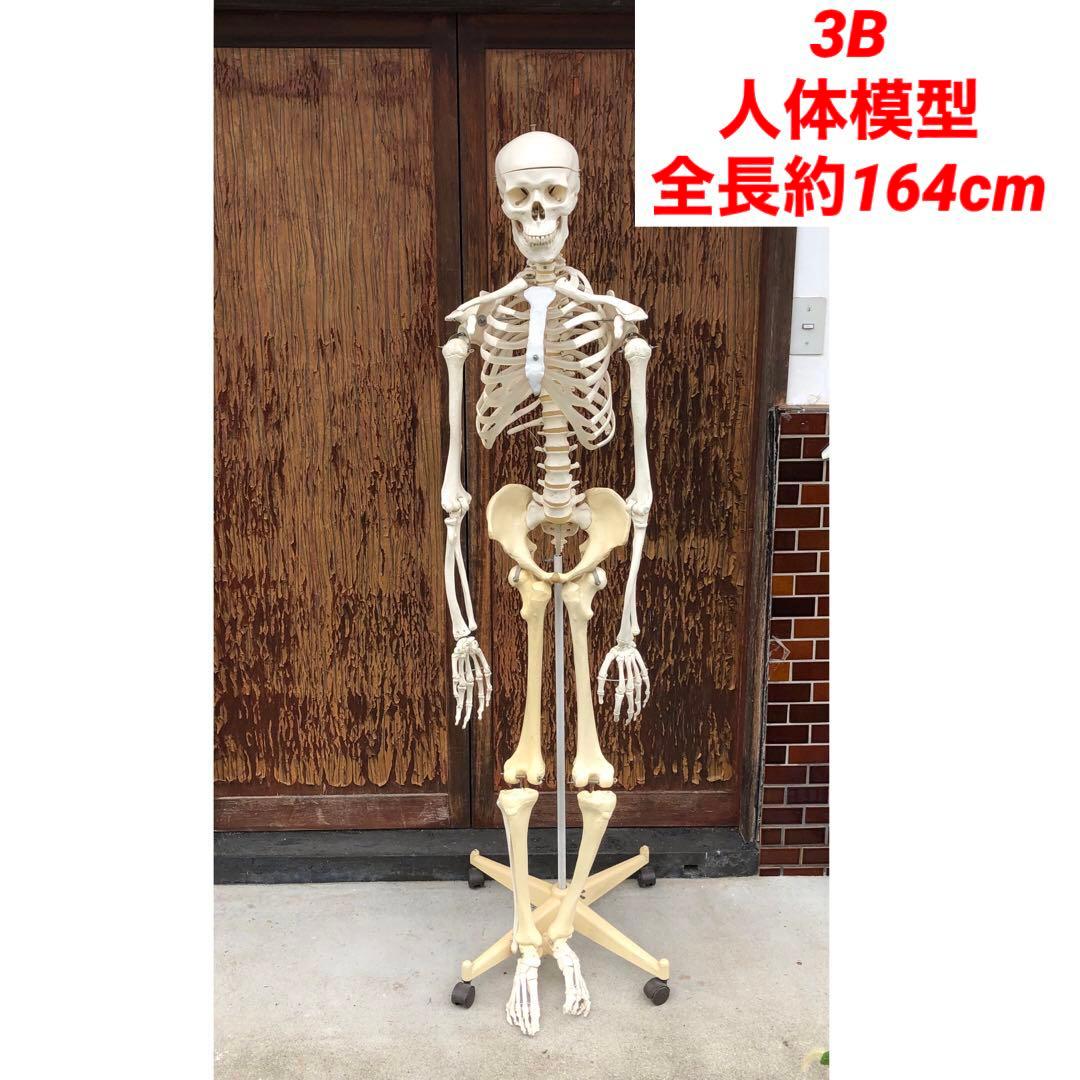3B 人体模型 等身大 ドイツ 3B Scientific社 全身骨格模型