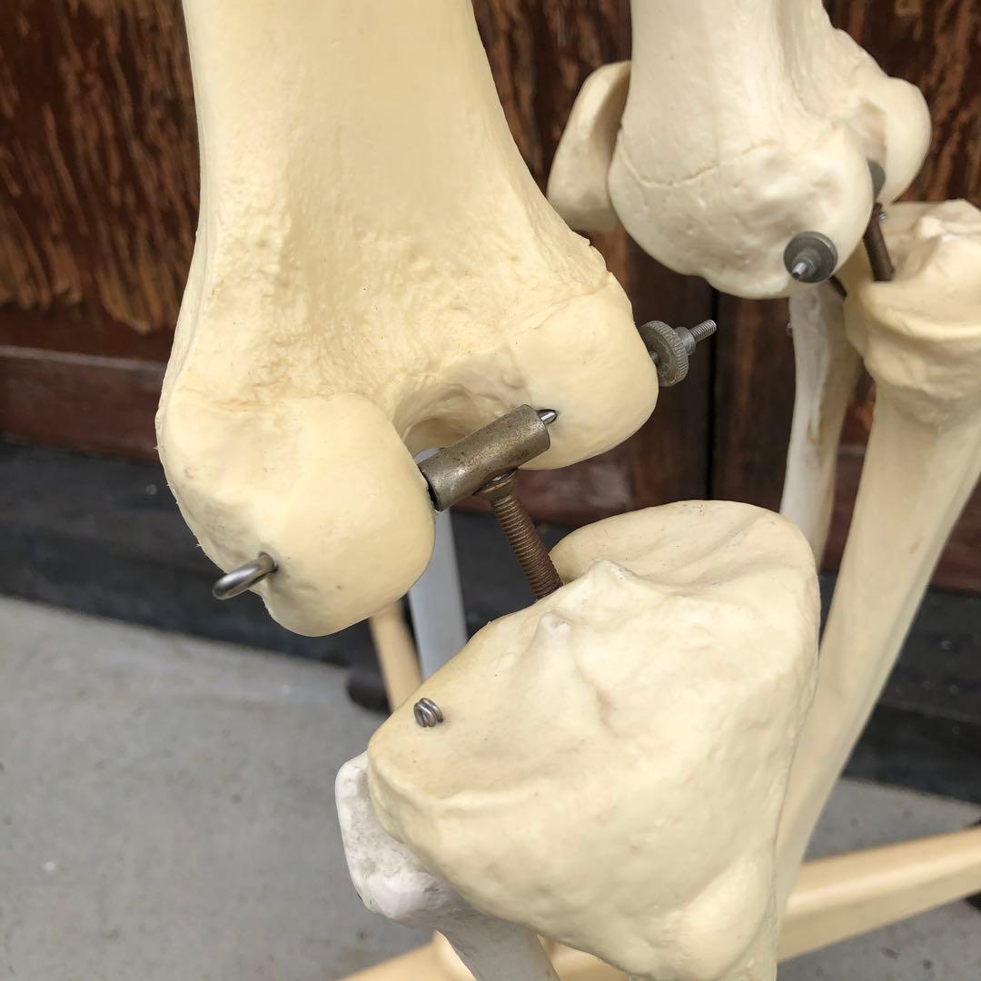 3B 人体模型 等身大 ドイツ 3B Scientific社 全身骨格模型