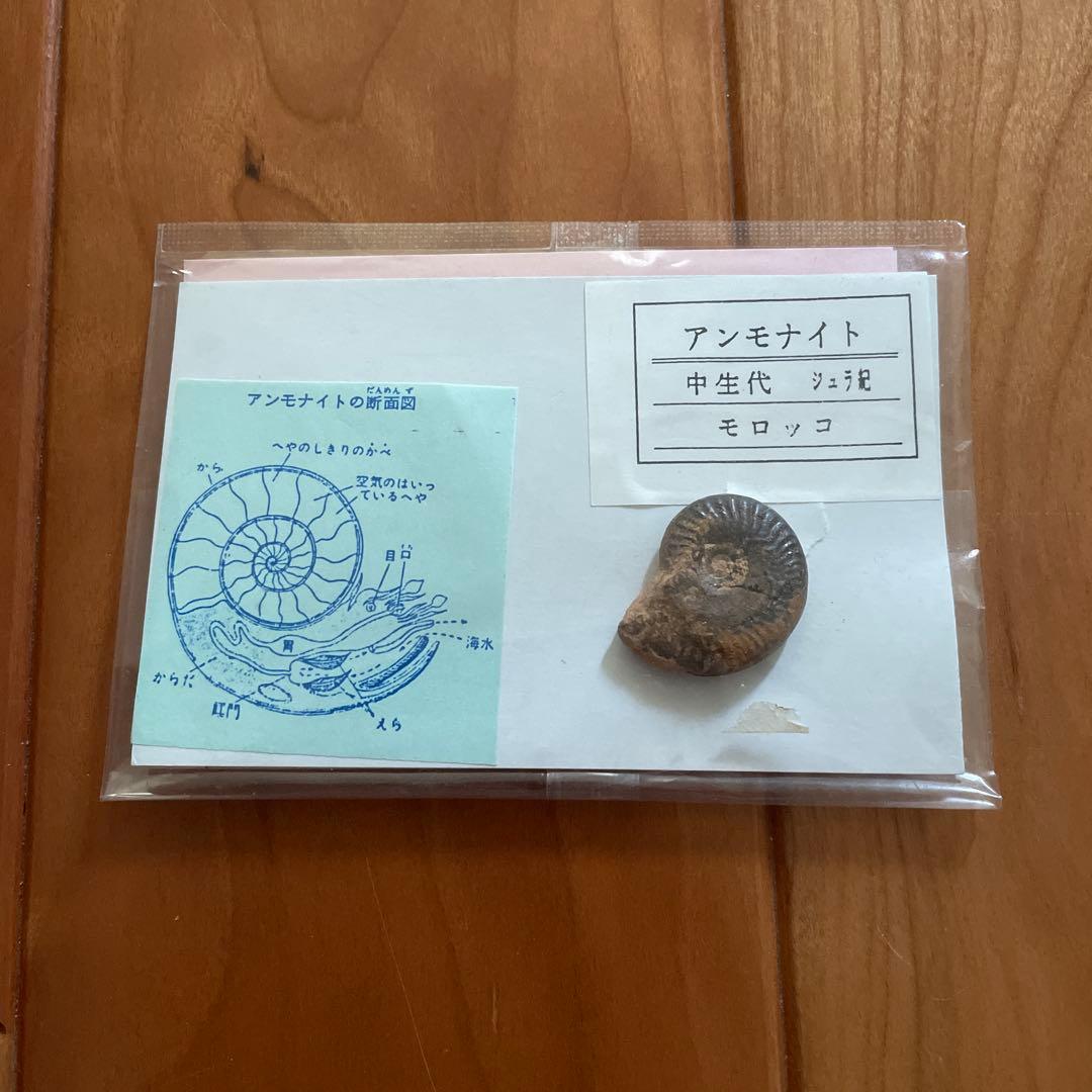 三葉虫　アンモナイト　サメの歯　化石