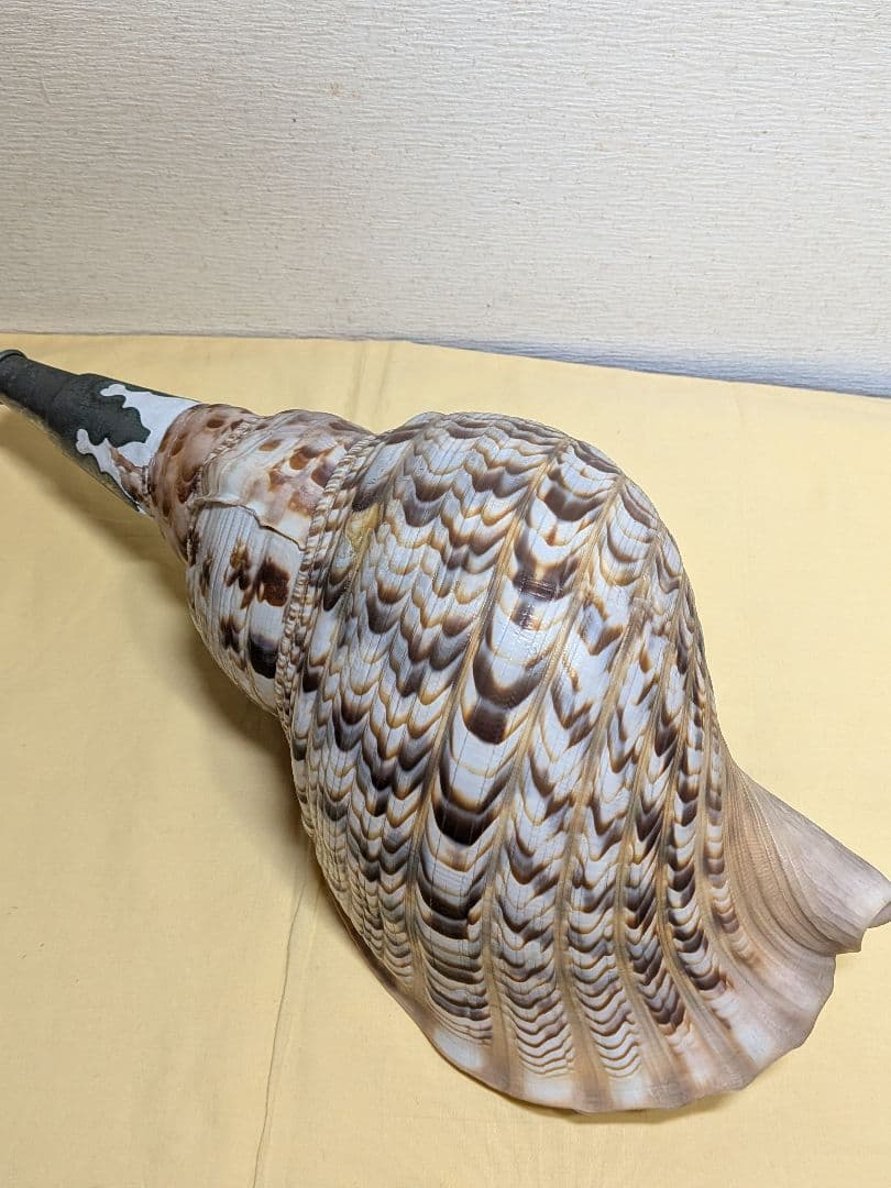 法螺貝　ホラ貝　山伏必需品