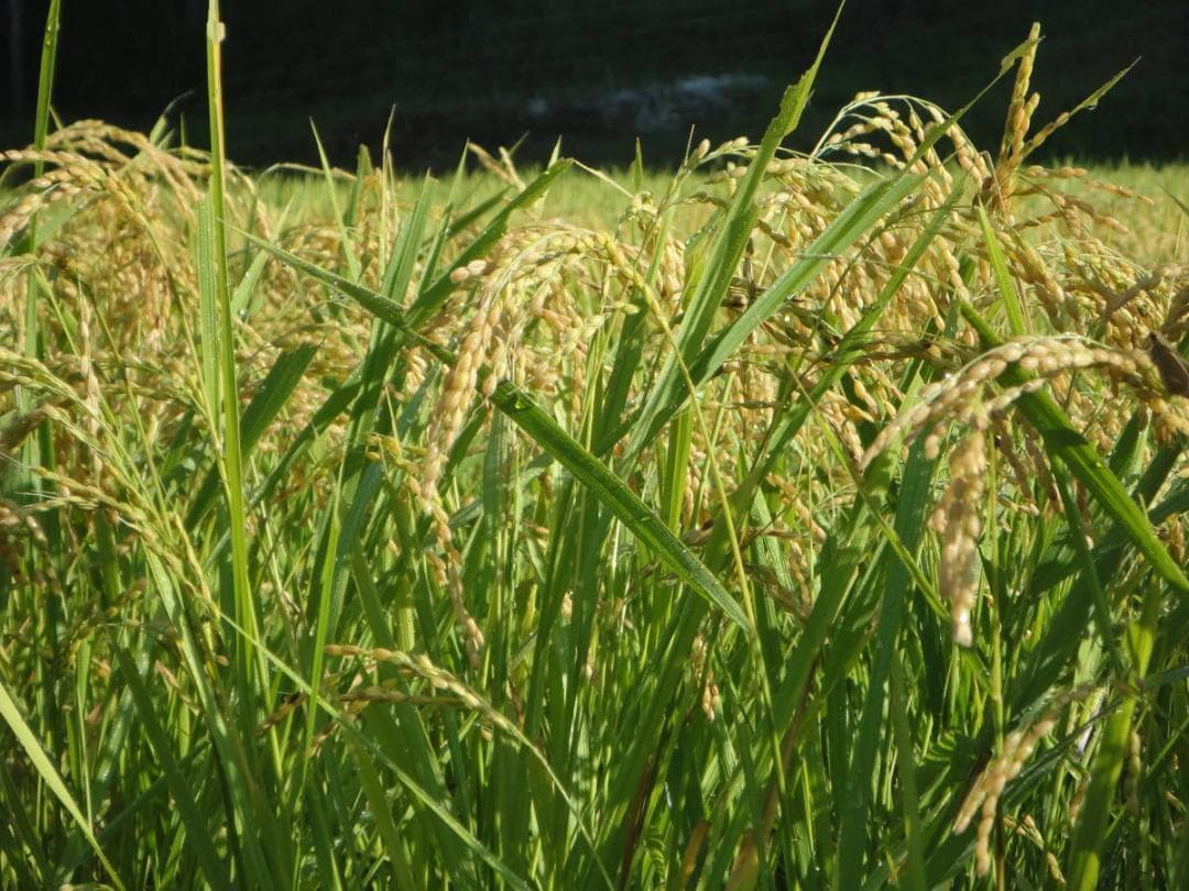 令和7年度 【湧き水栽培】農薬不使用玄米　ひとめぼれ 20㎏　奈良の農家直送