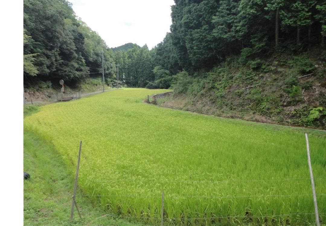 令和7年度 【湧き水栽培】農薬不使用玄米　ひとめぼれ 20㎏　奈良の農家直送