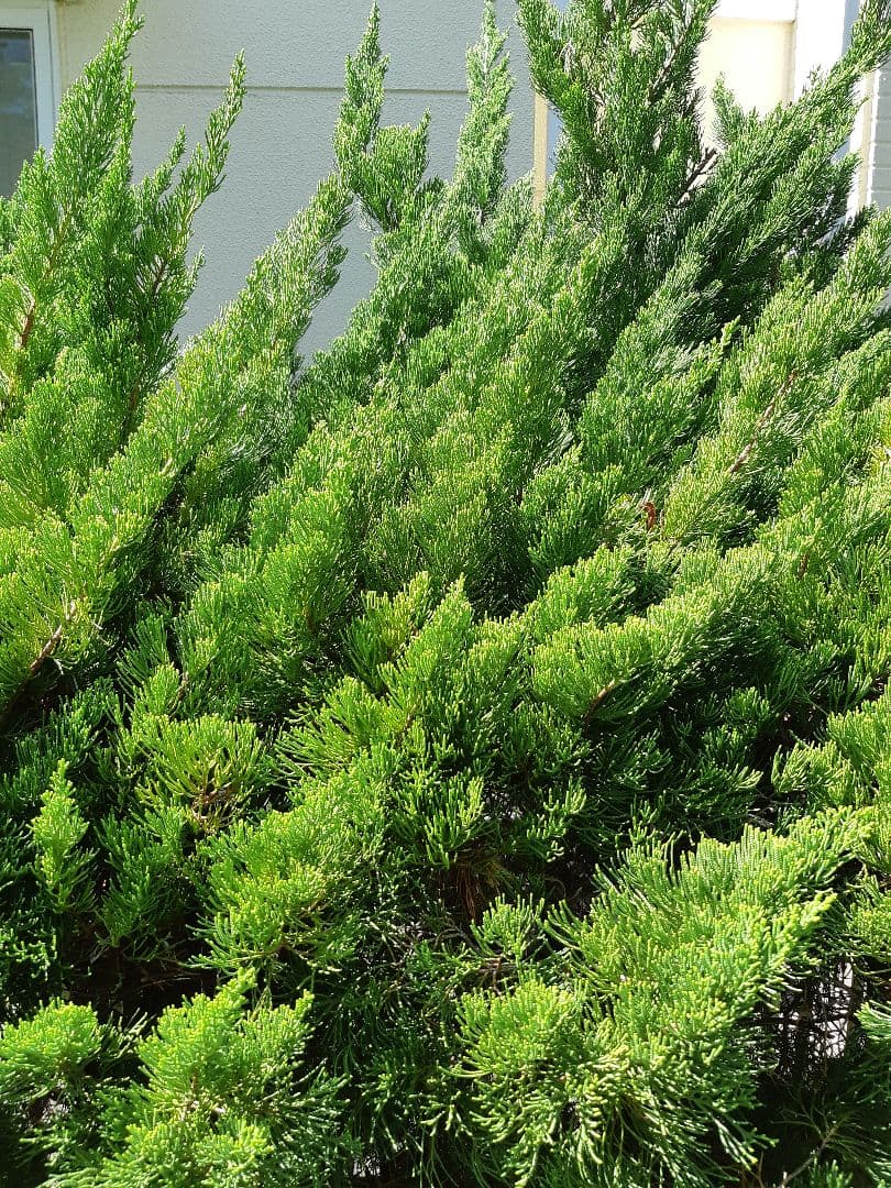 未使用　裏千家の丸棚　福井河田塗　組み立て式ではない