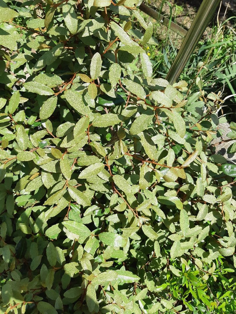 未使用　裏千家の丸棚　福井河田塗　組み立て式ではない