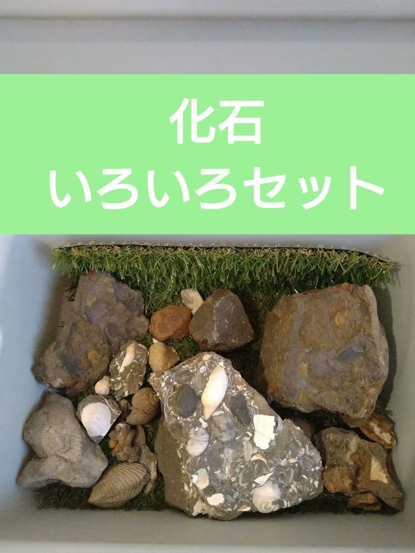 いろんな化石 セット 古代生物 標本 研究 コレクション