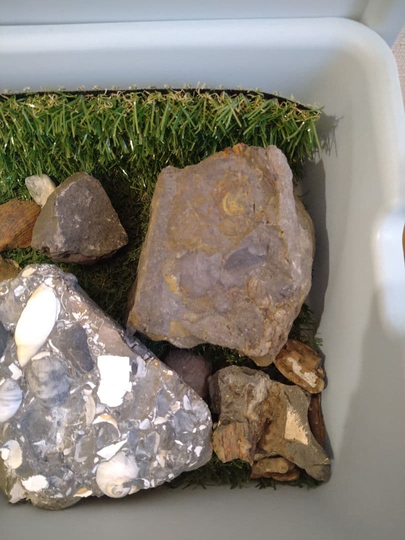 いろんな化石 セット 古代生物 標本 研究 コレクション