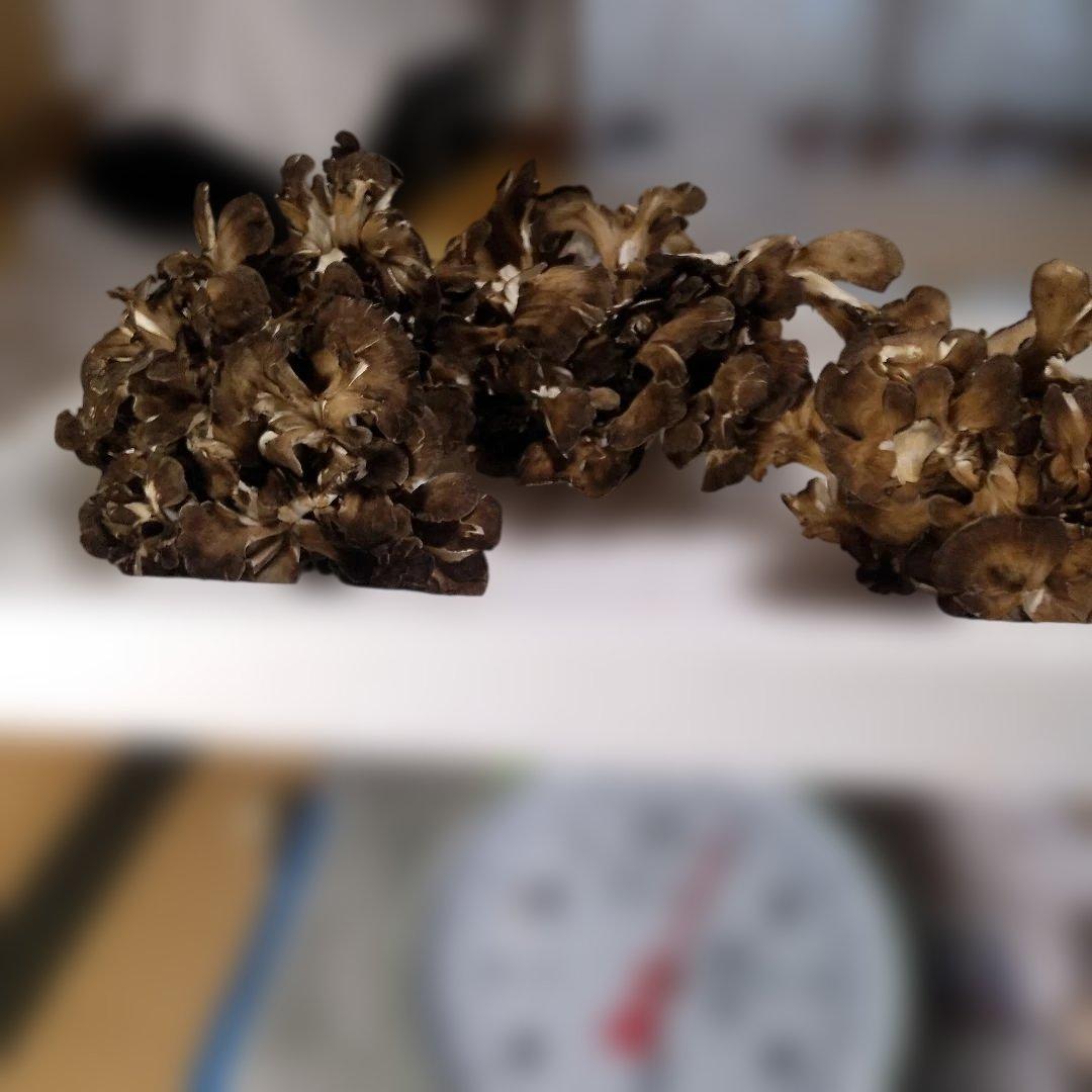 秋田県産 天然 舞茸 5kg