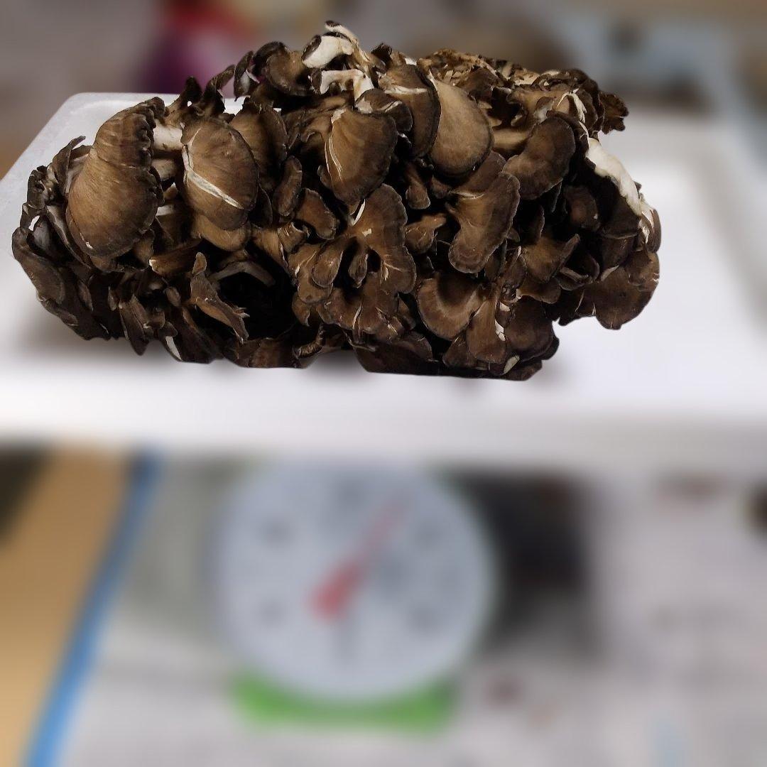 秋田県産 天然 舞茸 5kg