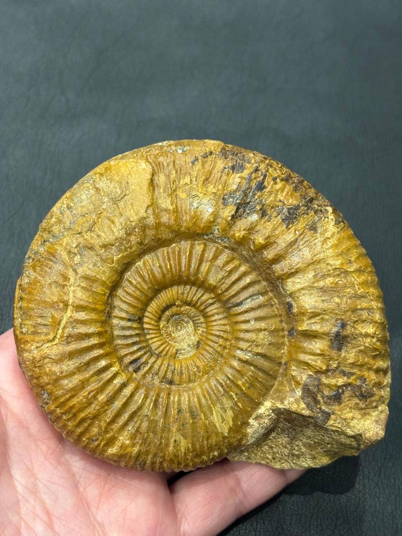 化石　アンモナイト　パーキンソニア