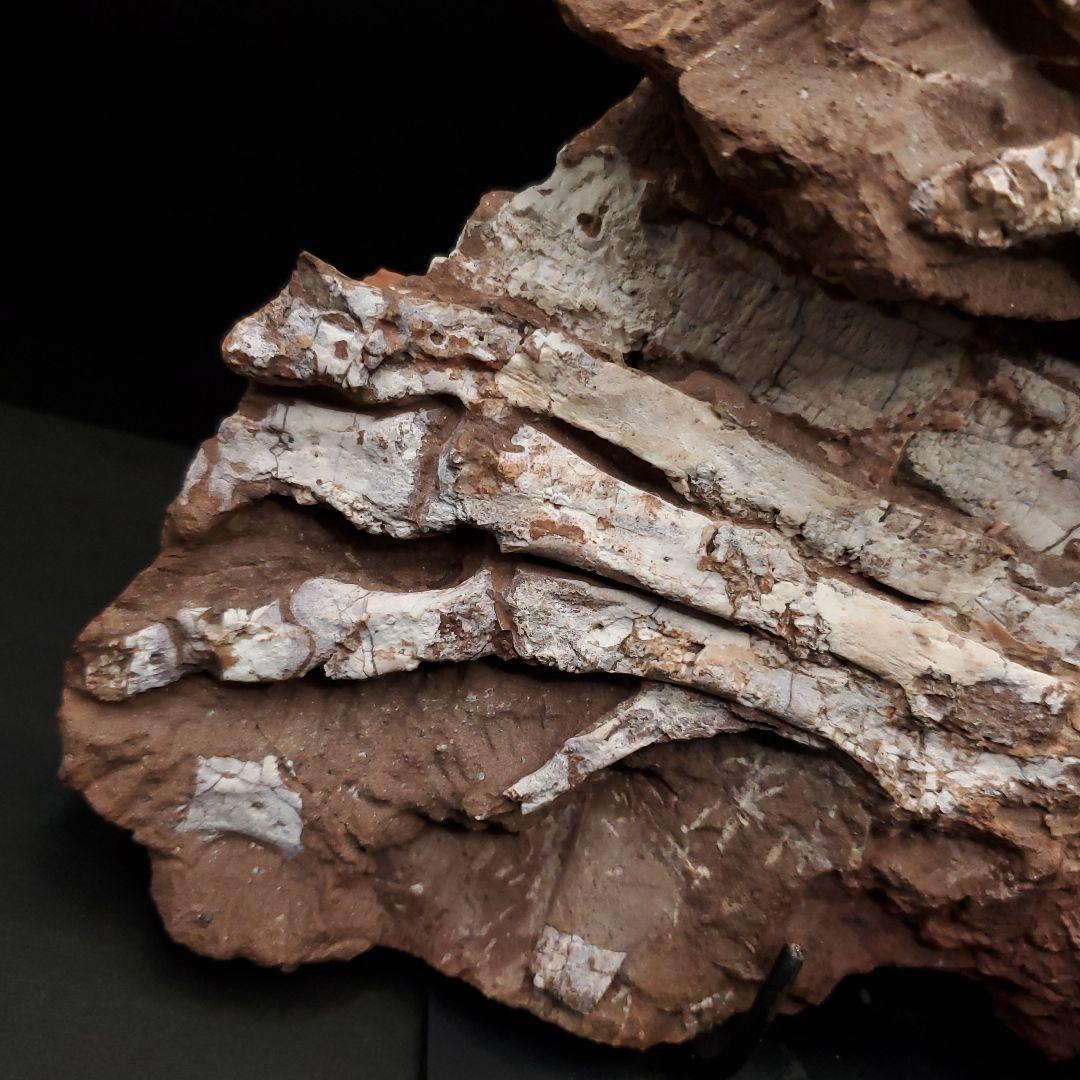 オヴィラプトル類 足 骨 本物 化石 中国産 208.95mm fr155