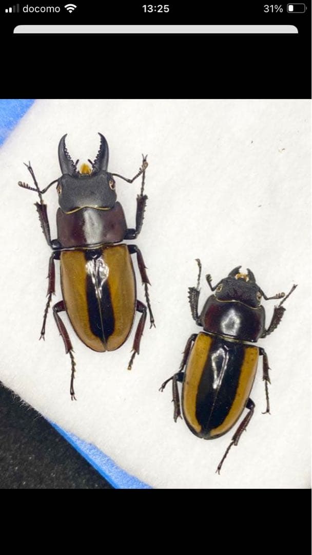 【昆虫標本】パラワン、ゼブラ、フルストルファー、スマトラ