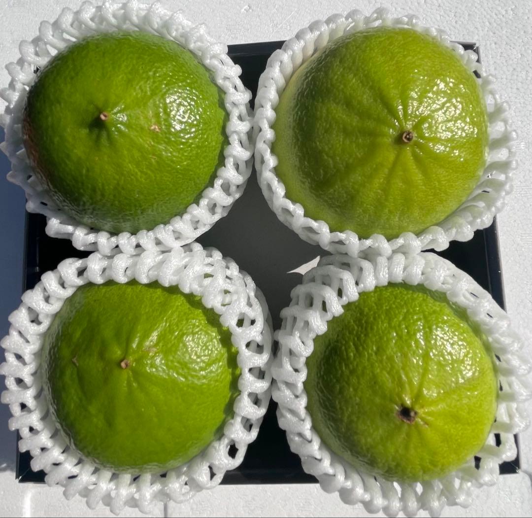 国産ベルガモットオレンジ果実　約8kg 送料込み ☆【秀品】