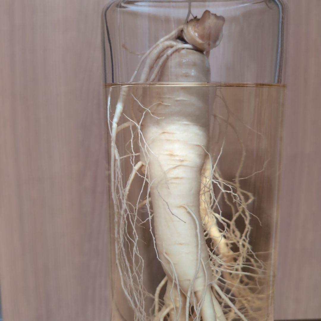 【値段相談可】高麗人参酒 希少古酒