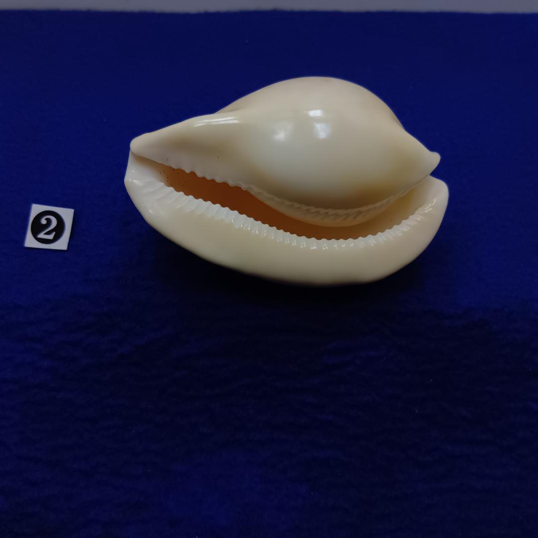 ②-1貝標本ウスアカネダカラ