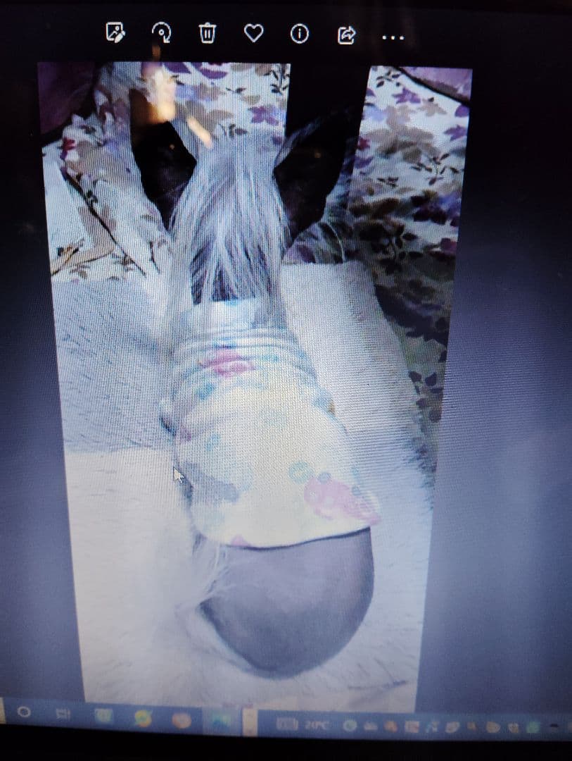 フリル付き白い服のチワワ