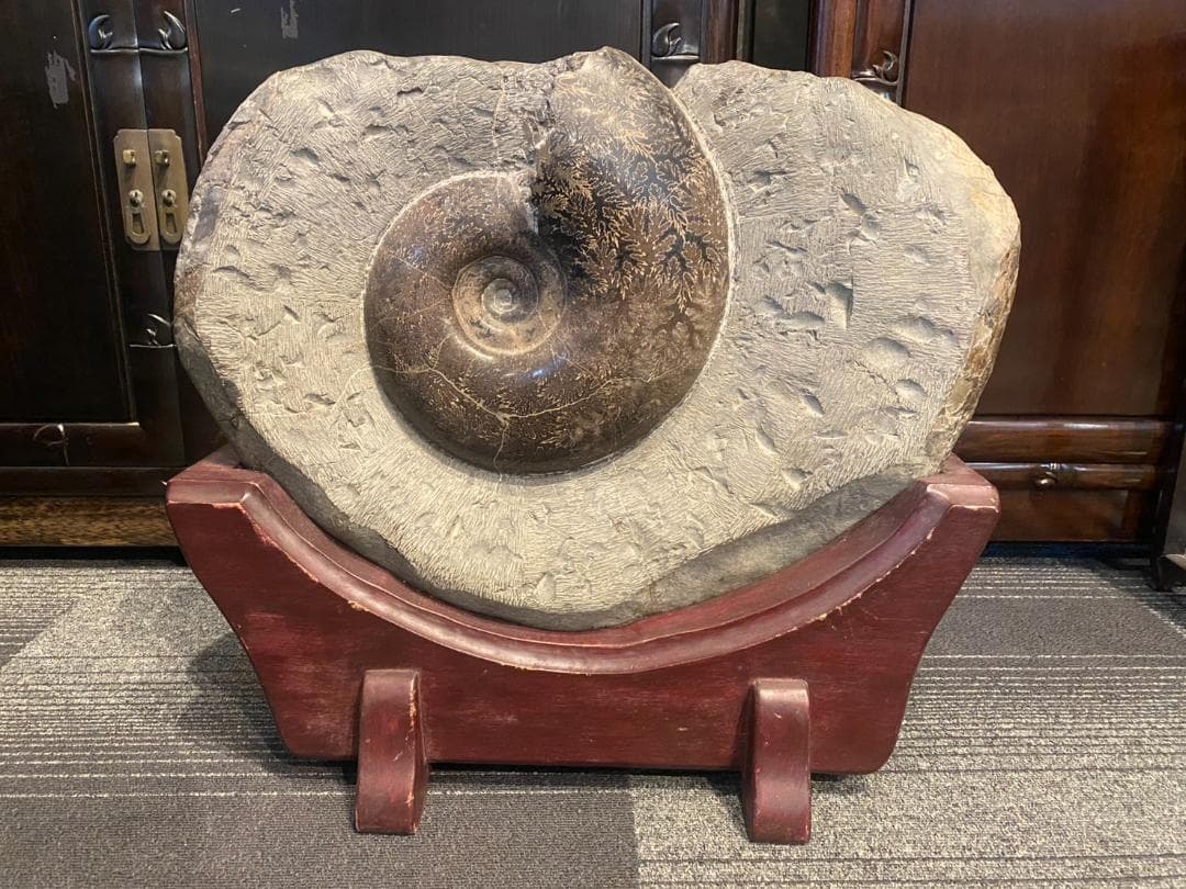 アンモナイト 特大 化石 ジュラ紀 古代 台付(YC609)