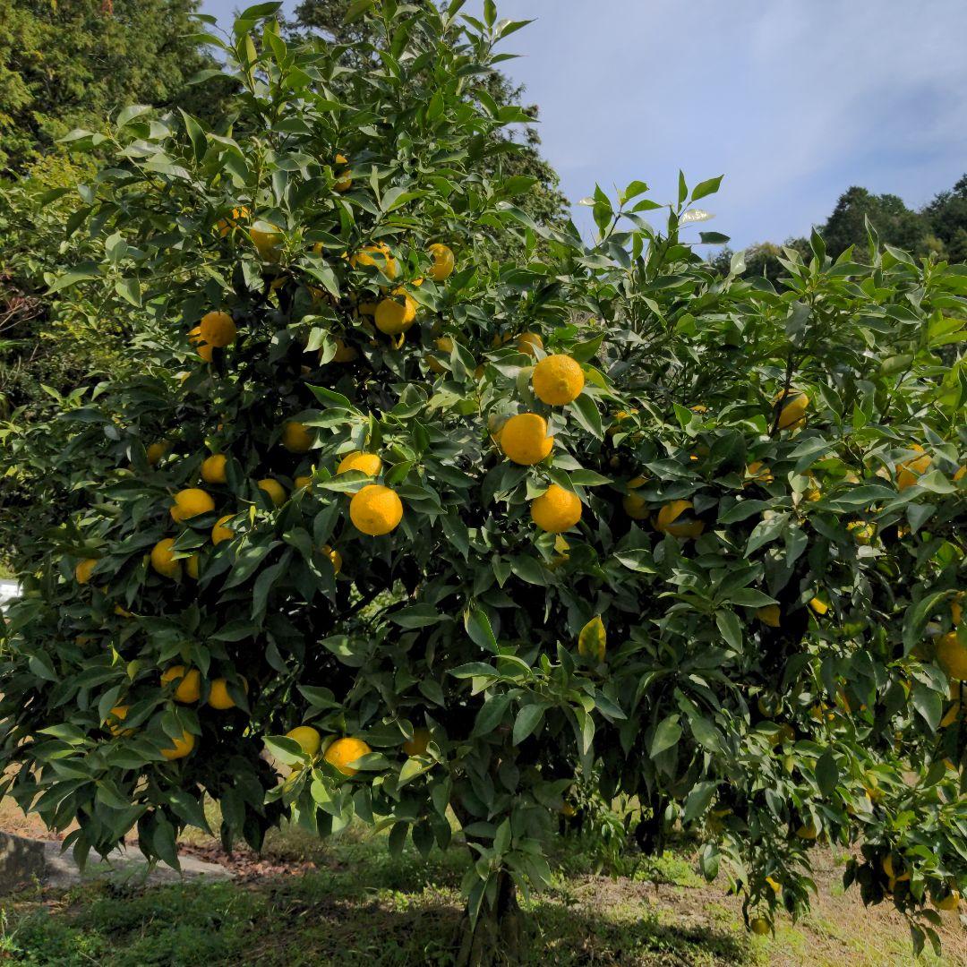 黄柚子２０kg（愛媛県産）。ゆず胡椒、柚子ポン酢、鍋料理、ゆず味噌、ゆずジャム
