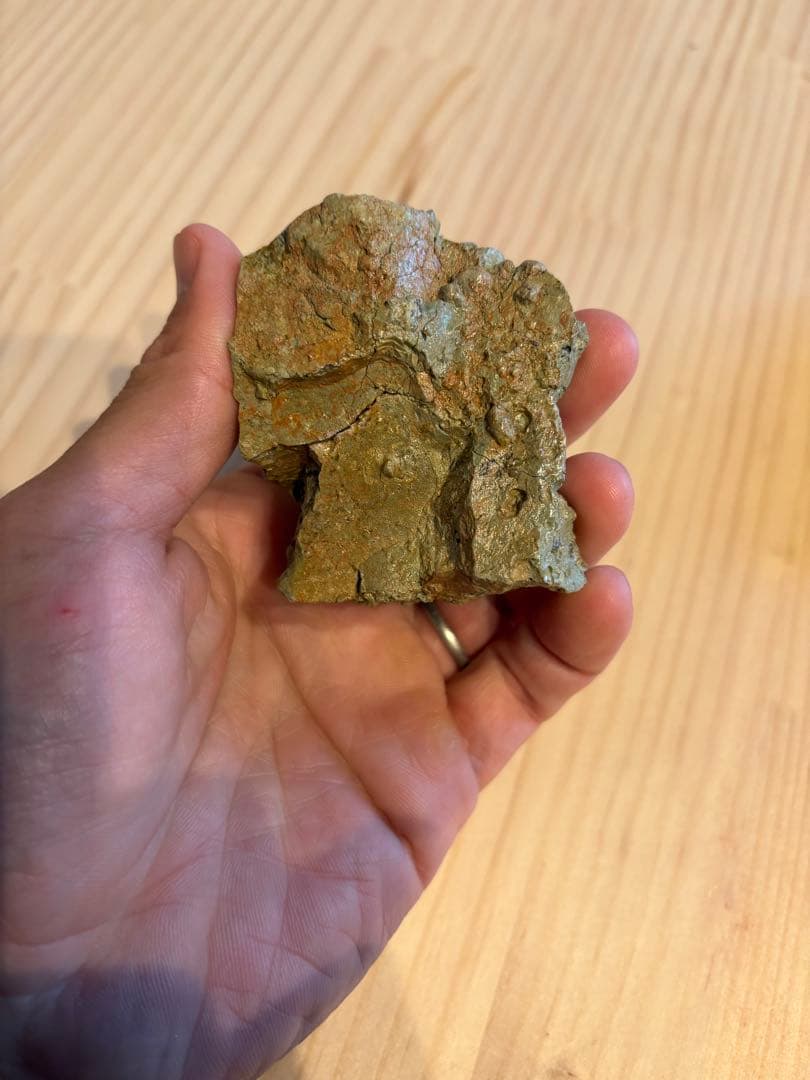 アトラサウルス　歯　化石　恐竜