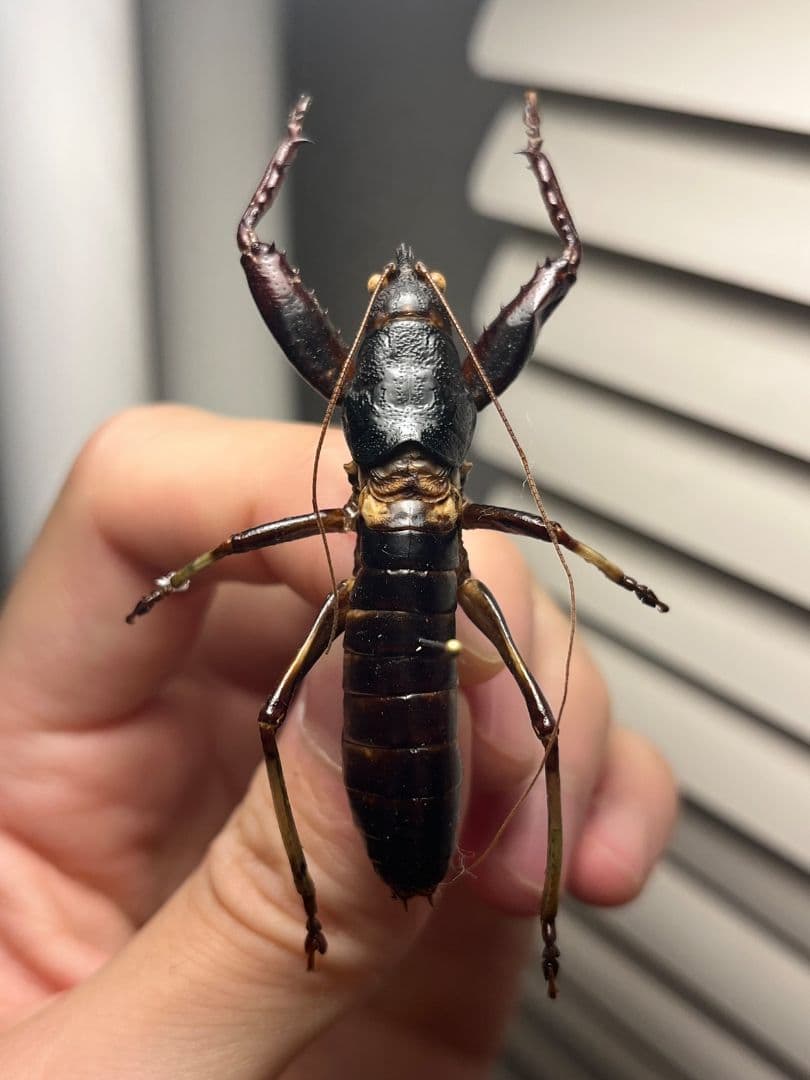 【53mm♂】マッチョキリギリス コロギス リオック　昆虫標本