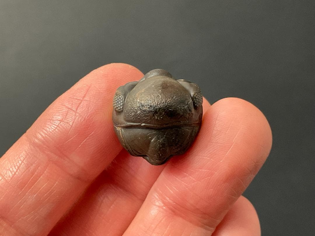 リードプス [PH101] 三葉虫 化石 ファコプス 防御態勢 希少 レア