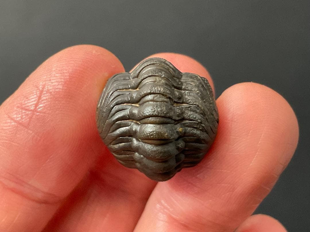 リードプス [PH101] 三葉虫 化石 ファコプス 防御態勢 希少 レア