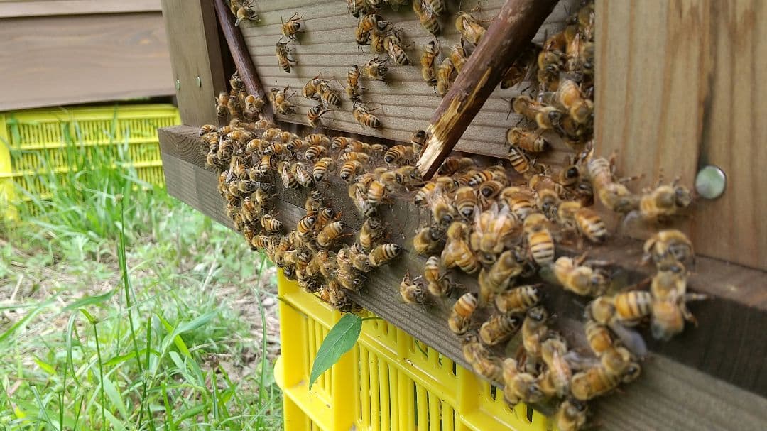 はちみつ 3kg 国産 天然 純粋 蜂蜜 3000g 【養蜂家直送】
