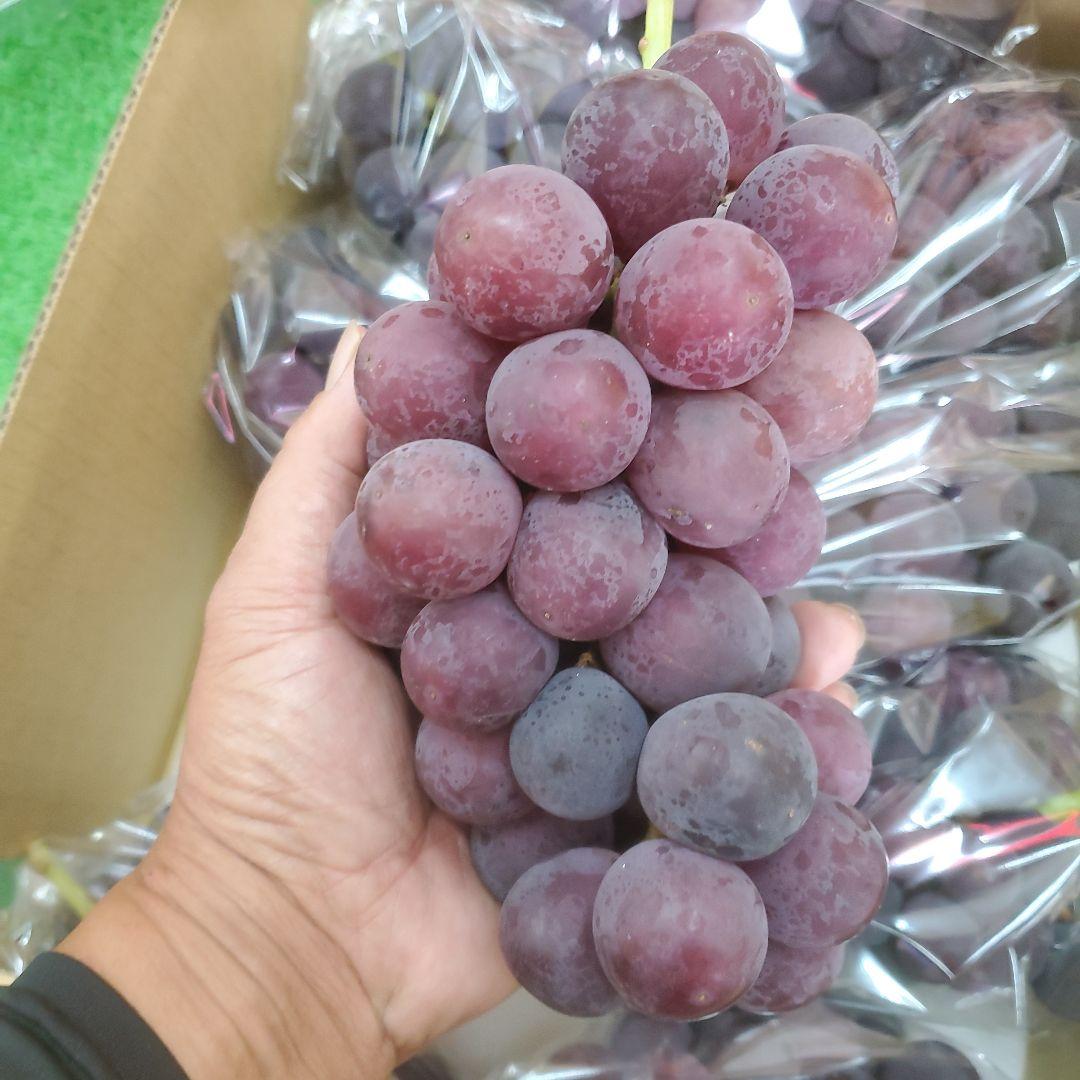 1⃣ 山梨県産 種無し巨峰 ９房入り 箱込み5.5キロ