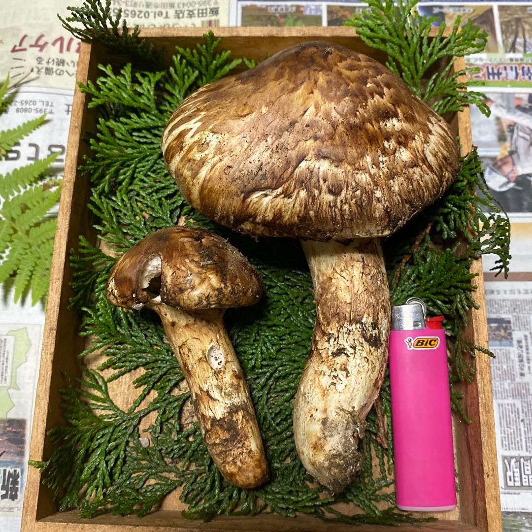 南信州豊丘産 松茸182ｇクロカワおまけ付