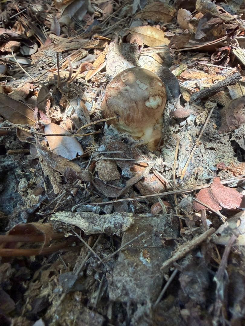 【大阪泉州産】天然松茸 「ちょっとブサイクちゃん」4本140g国産