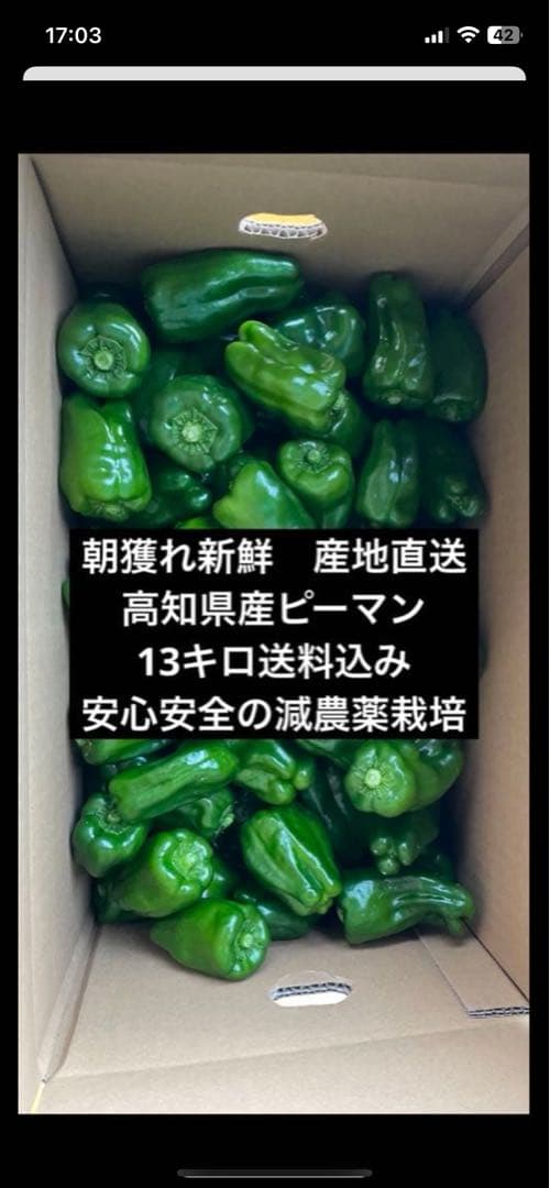 朝どれ新鮮☀️産地直送✨高知県産ピーマン13キロ送料込み！安心安全の減農薬栽培