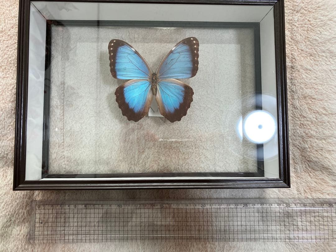 モルフォ蝶 標本