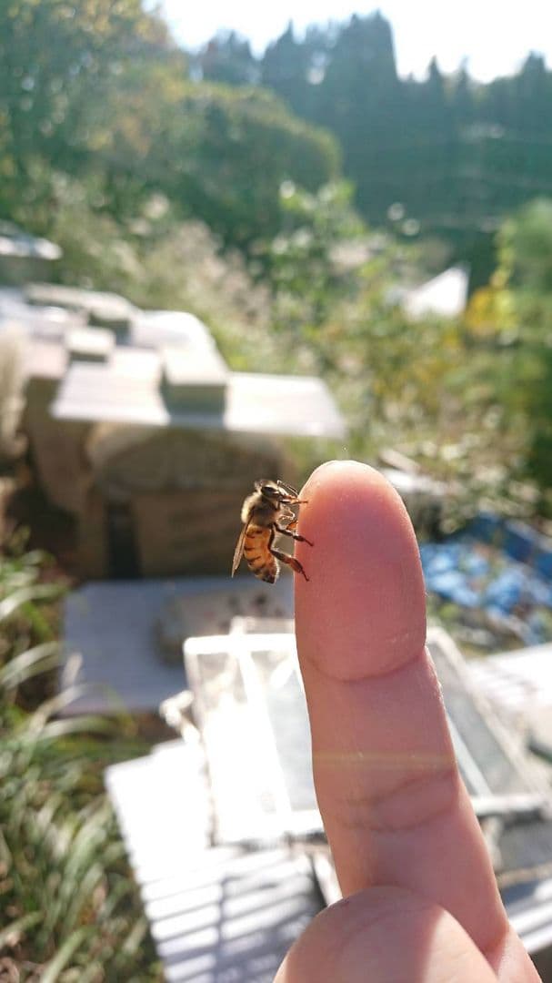 国産　純粋　蜂蜜　はちみつ　1.2kg2本 春蜜　栗蜜