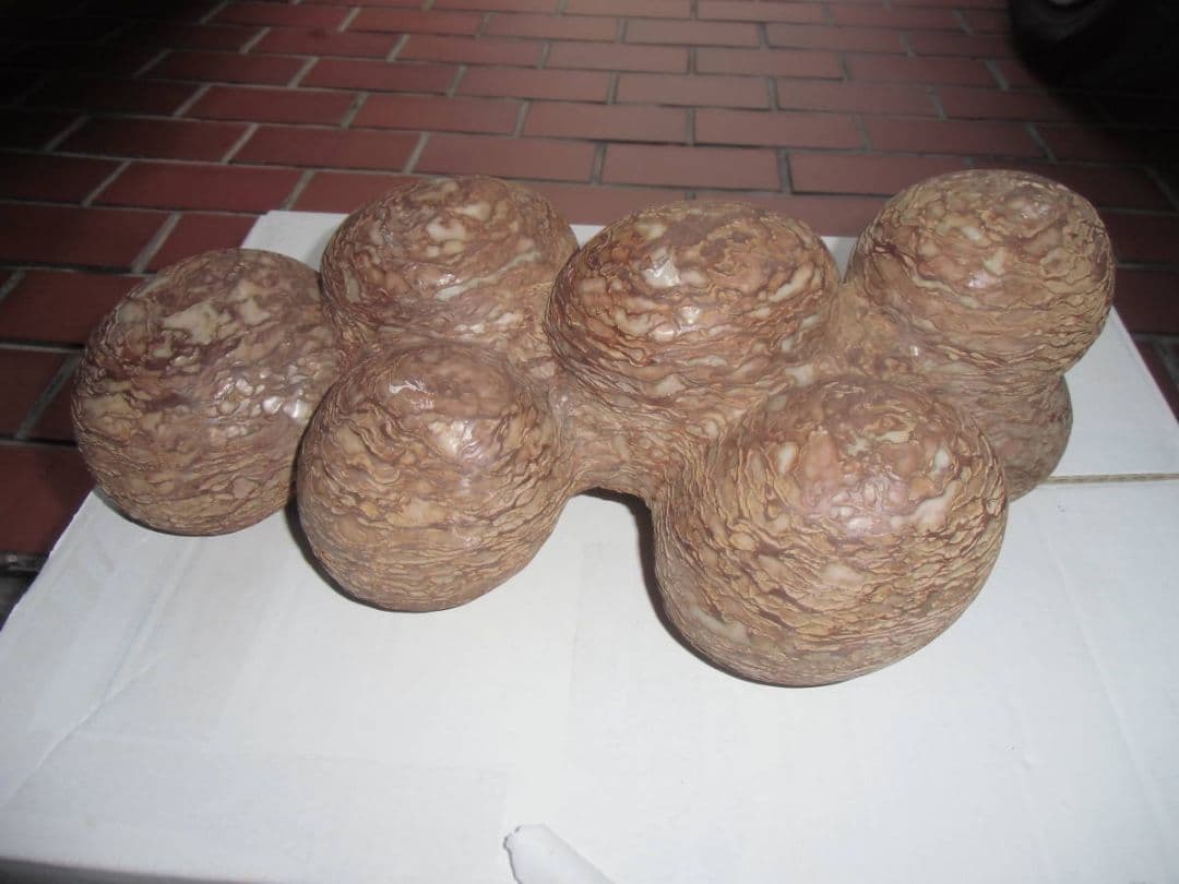 特大 恐竜卵蚕連体の化石