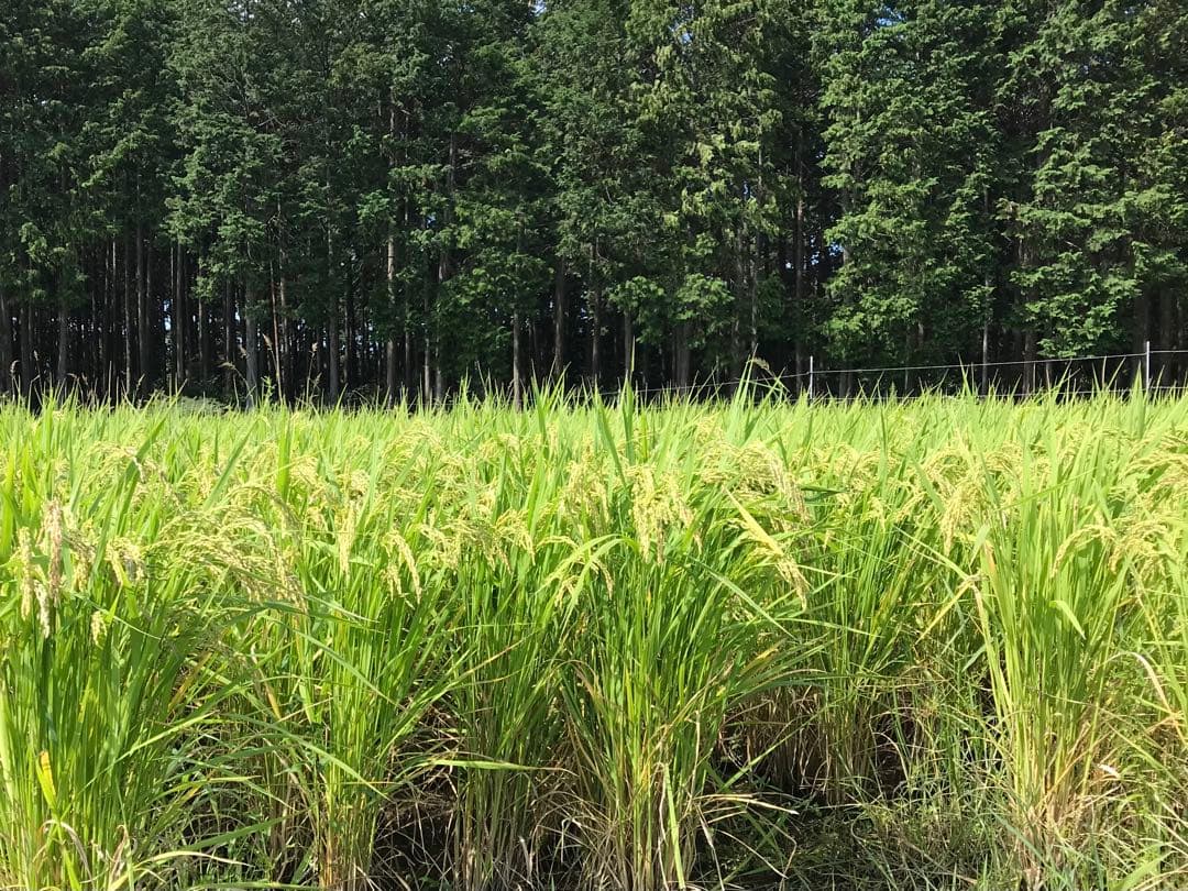 Natural farming自然栽培玄 モンテッソーリー教育 腸脳相関 知育