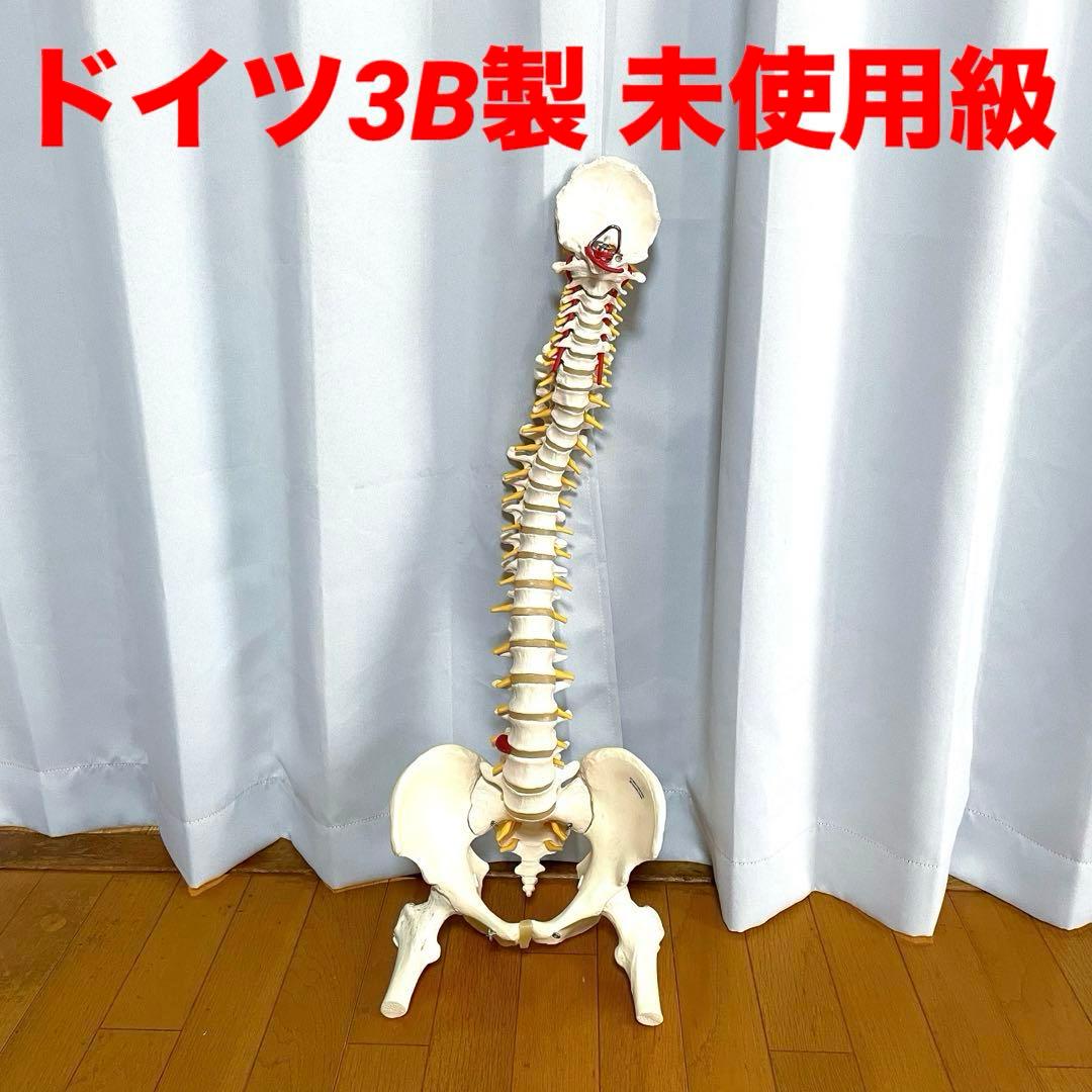 3B 脊柱模型 骨模型 人体模型 背骨 骸骨 骨格標本 オブジェ