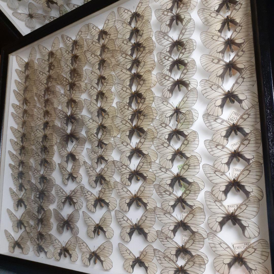 蝶標本　ウスバシロチョウ(ヒメウスバ)、エゾシロチョウ、大型ドイツ標本箱二箱入り