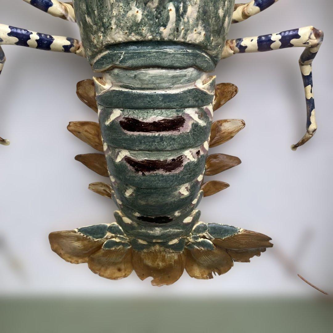 伊勢海老 エビ 剥製 ガラスケース 壁額 壁飾りロブスター標本 大型