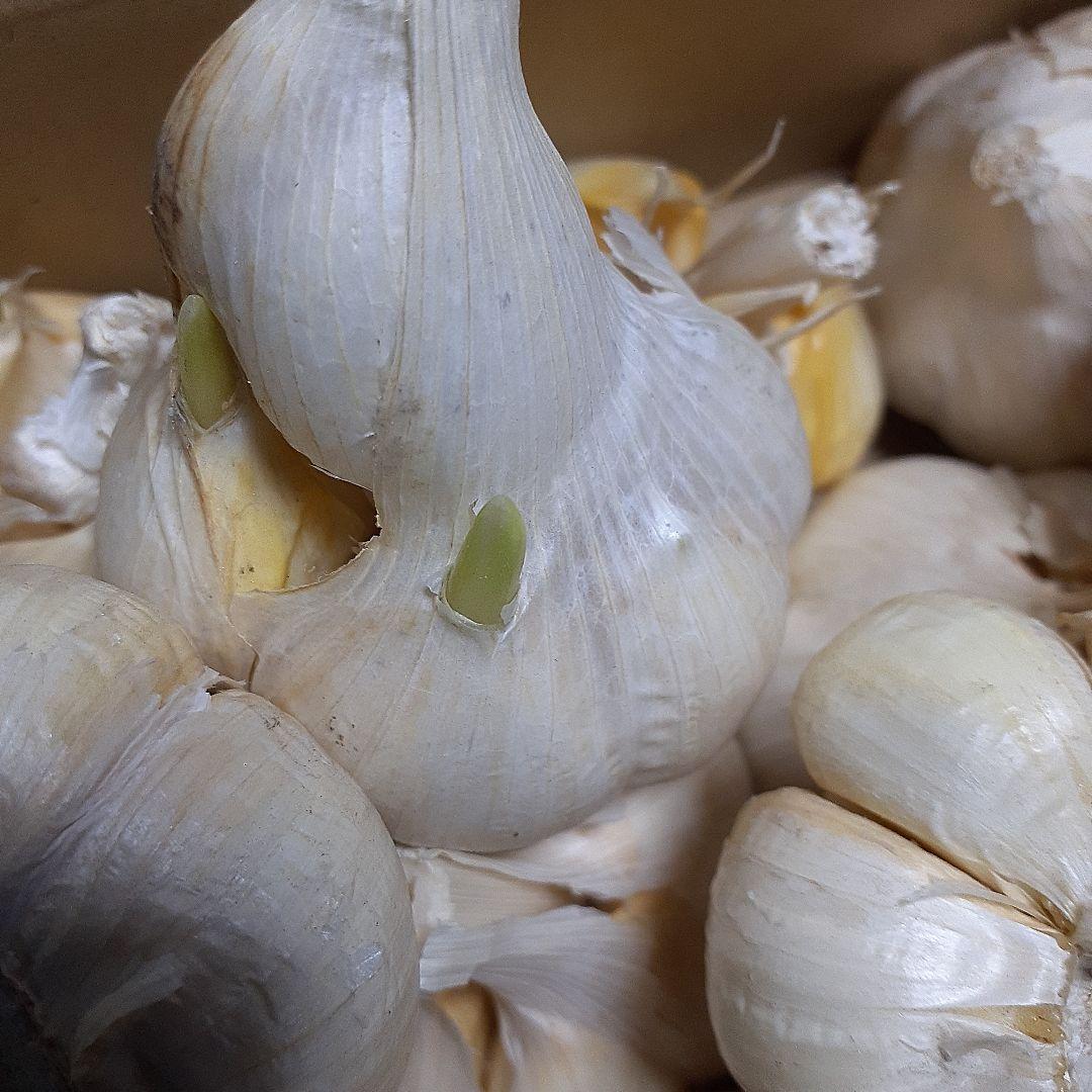 青森県産にんにく　10キロ