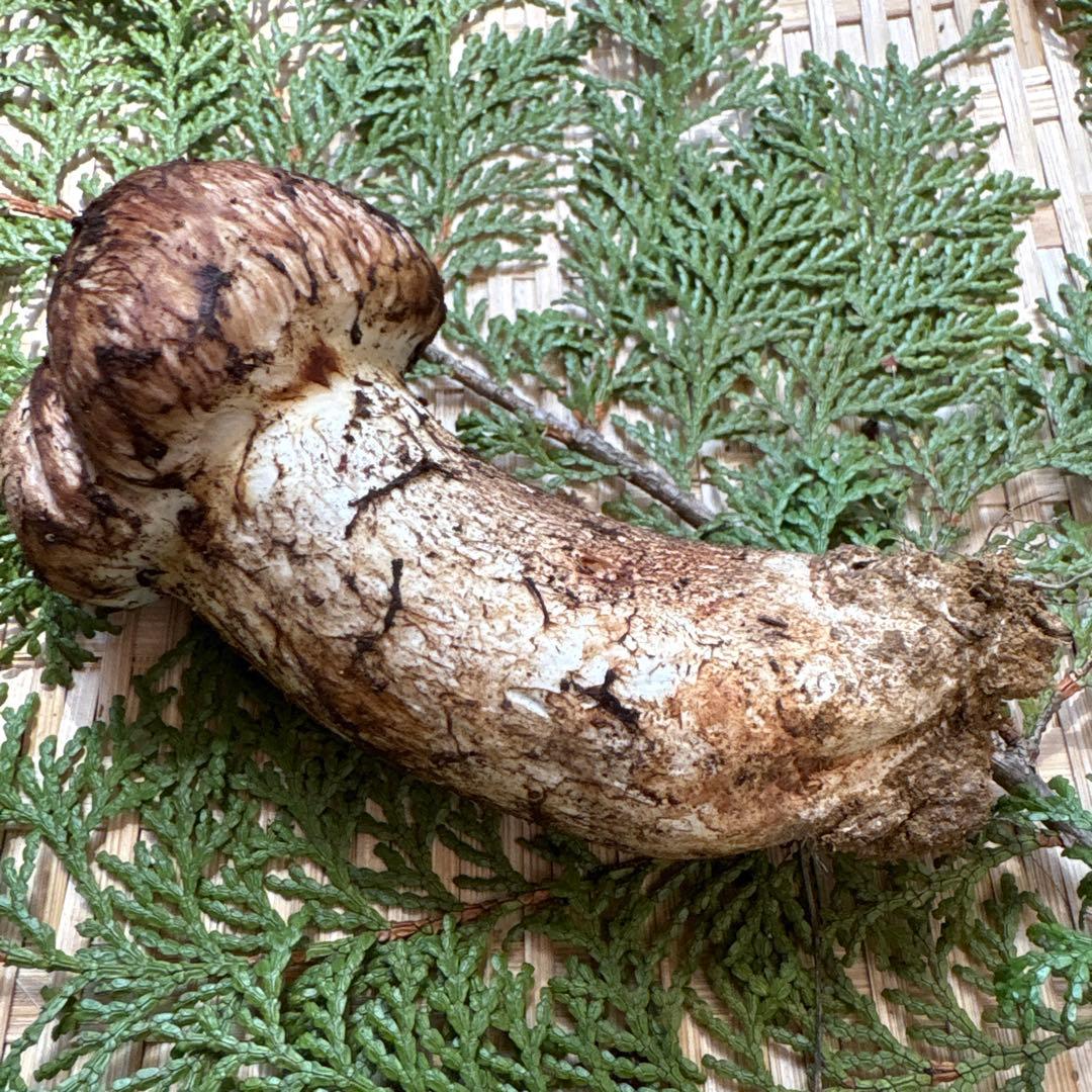 長野県南信州産‼️極上松茸 大1本120g 10/28朝採れ