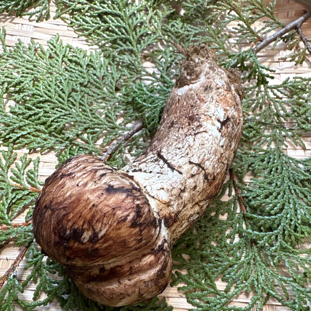 長野県南信州産‼️極上松茸 大1本120g 10/28朝採れ