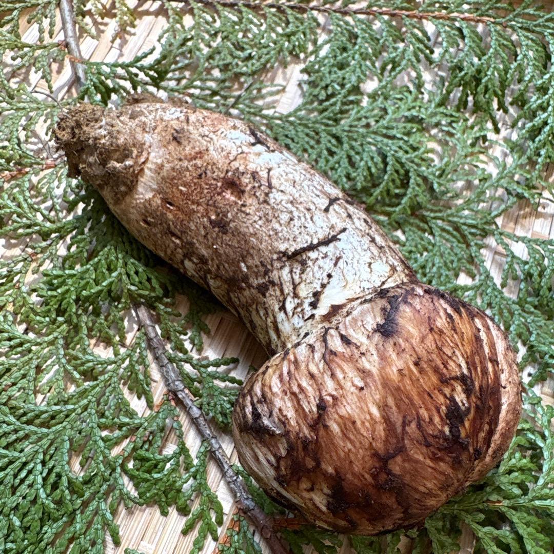 長野県南信州産‼️極上松茸 大1本120g 10/28朝採れ