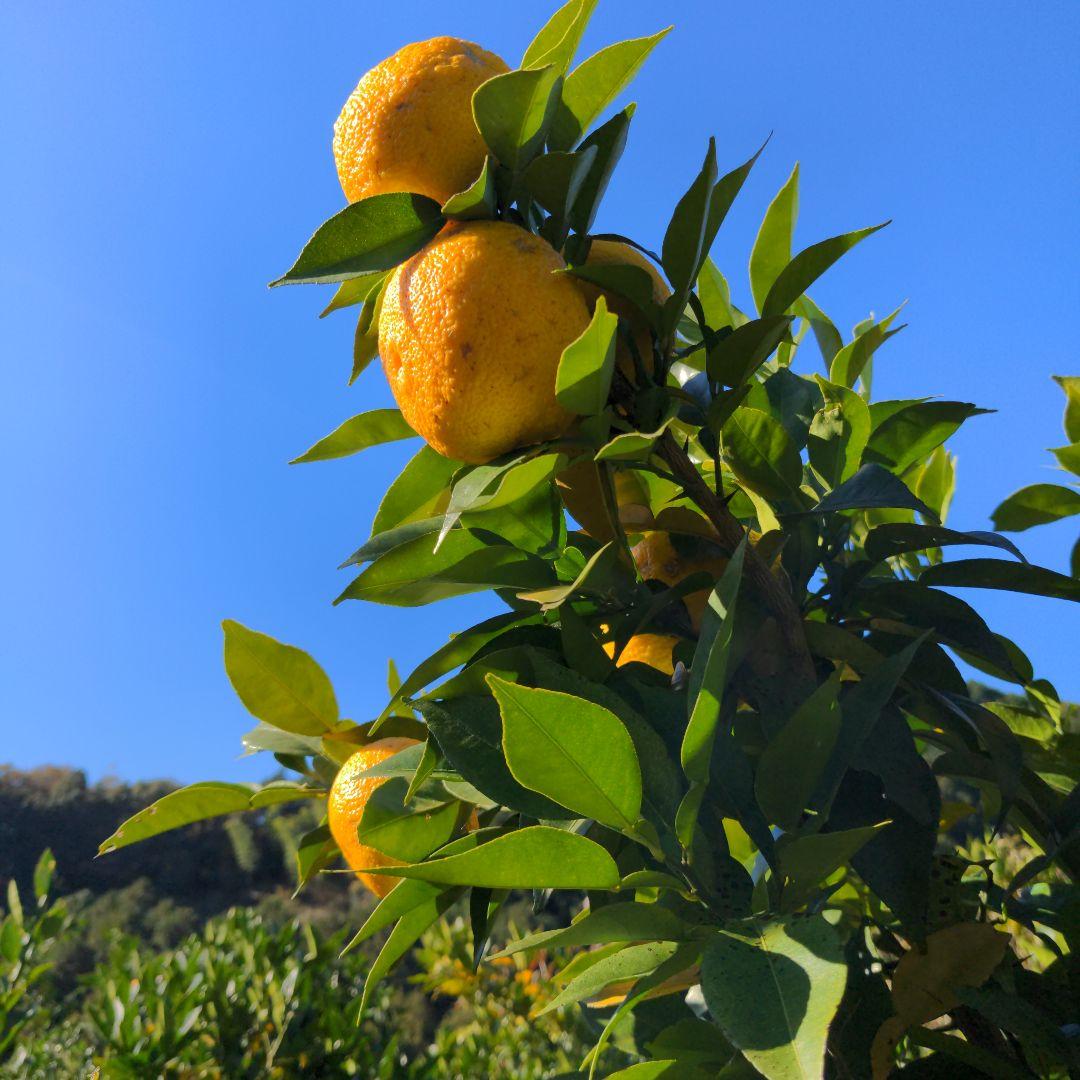 完熟本柚子１５kg（美品）。鍋料理、ポン酢、柚子胡椒、柚子茶、ジャム、酒、焼酎