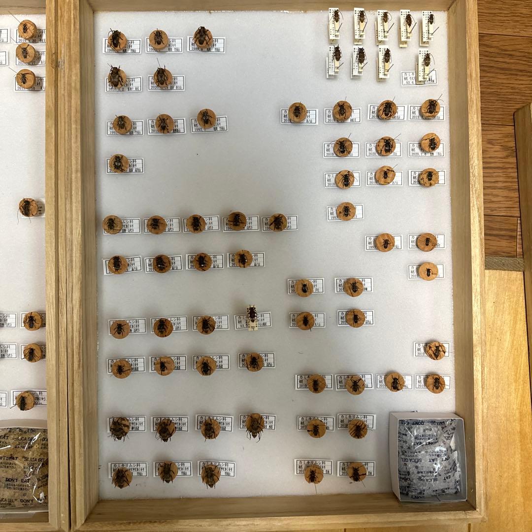 カミキリムシ　標本