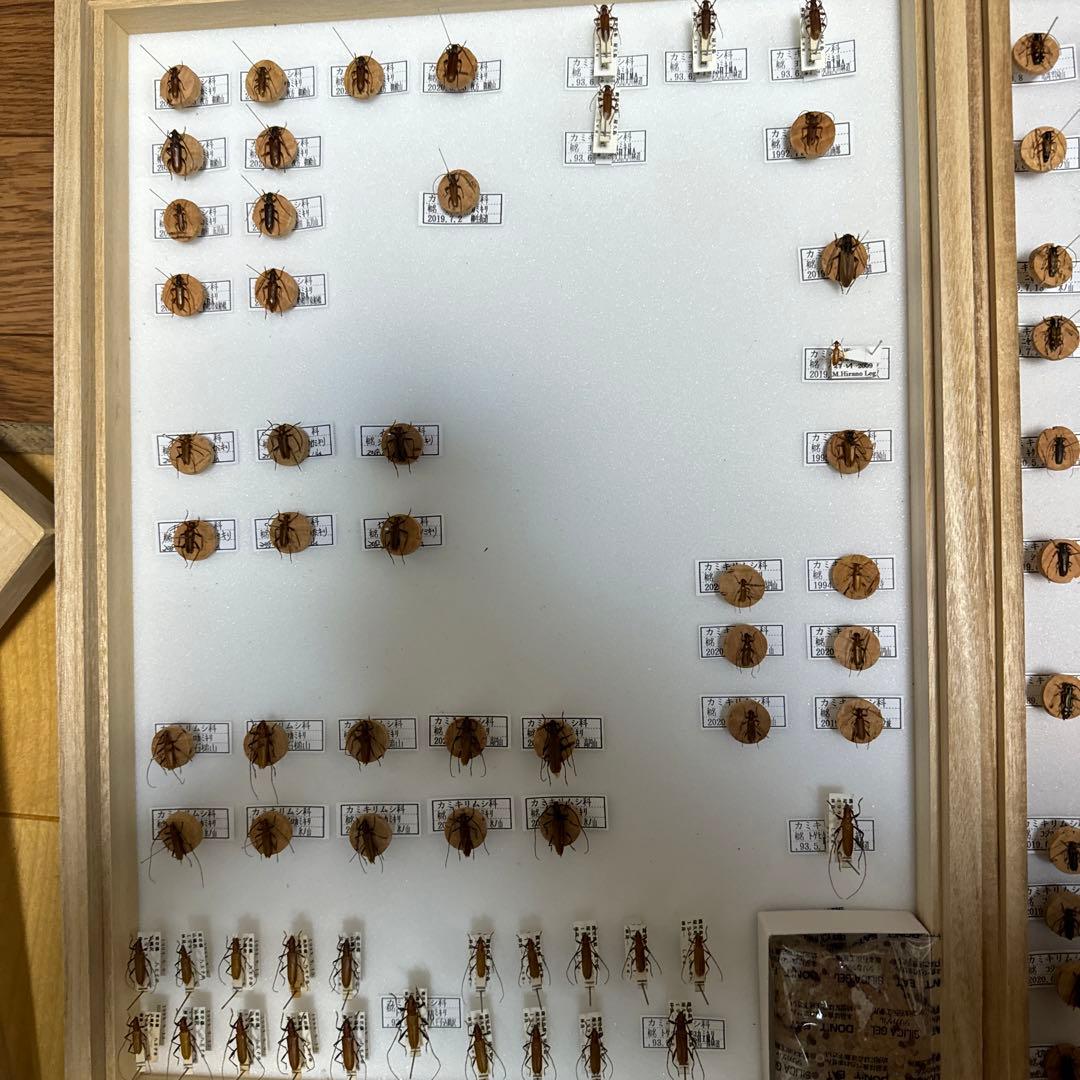 カミキリムシ　標本