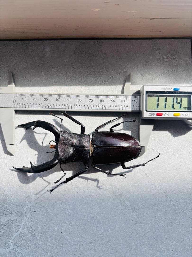 【超大型】 マンディブラリスフタマタクワガタ　標本　オス　メス
