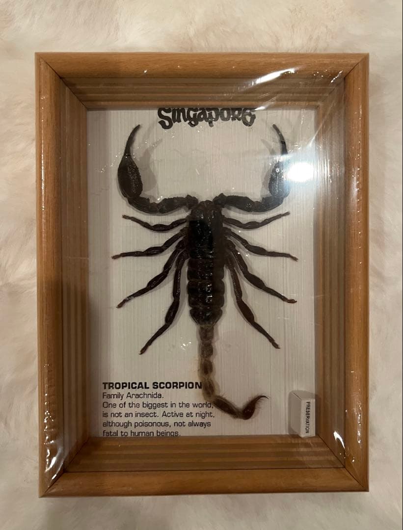 トロピカルスコーピオン 標本 シンガポール産