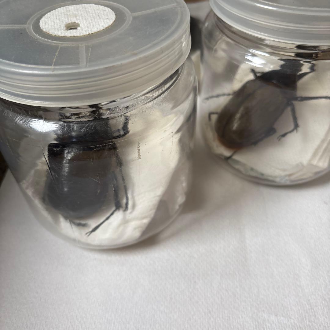 カブトムシ 標本セット 5匹